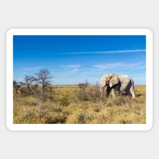 Lonely Elephant in Etosha National Park, Namibia Sticker